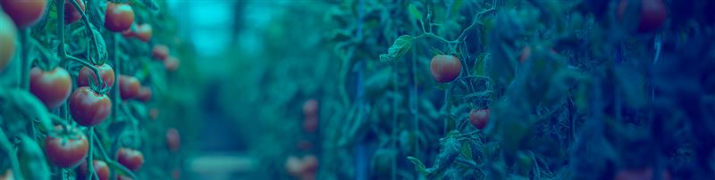 Construindo Confiança e Aumentando a Eficiência Através de Parceria Estratégica